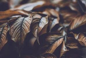 疫情过后，双师模式或将霸占教育舞台的C位